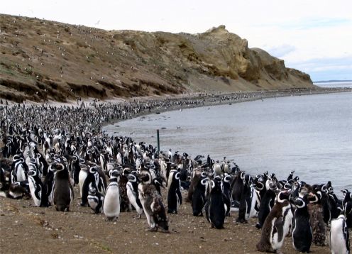 Pinguineras Isla Magdalena, Punta Arenas