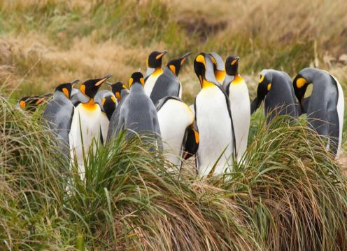 Tierra del Fuego y Parque Pinguino Rey, 