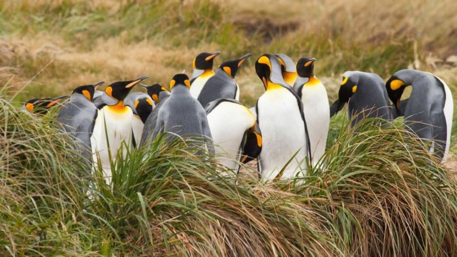 Tierra del Fuego e King Penguin Park, Punta Arenas, CHILE