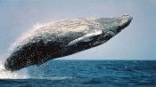 Chanaral  de Aceituno Tour - (ObservaÃ§Ã£o da baleia), La Serena, CHILE